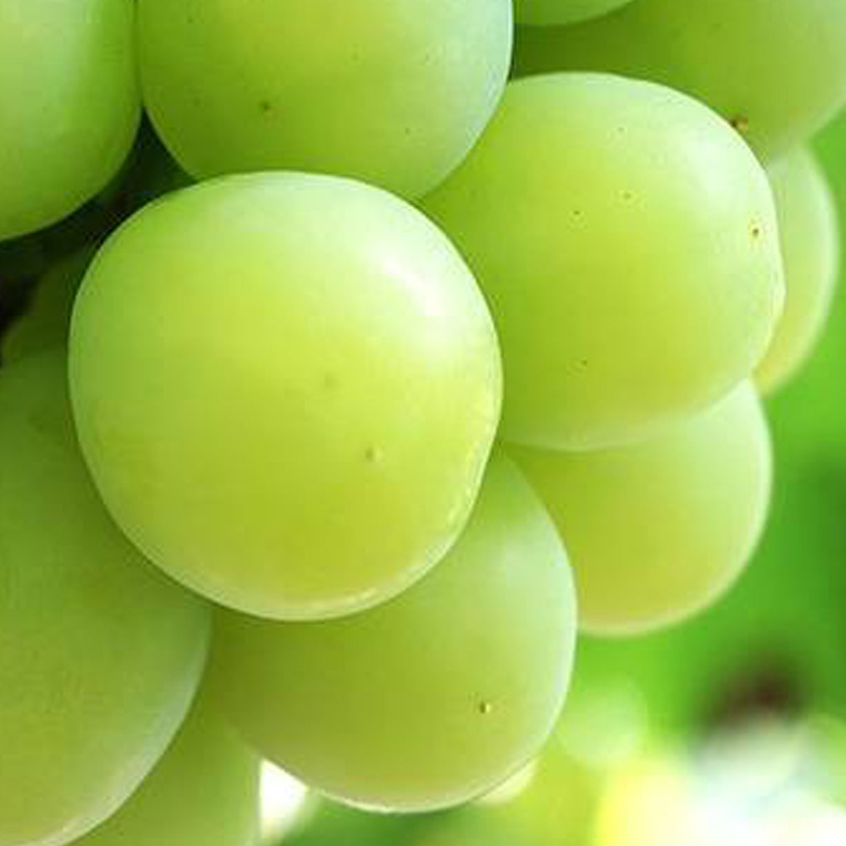 悦刻RELX正品外贸弹|单颗青提 Green Grape 口味|单颗装 3颗起售